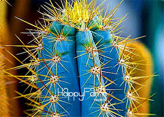 Blue Torch Cactus Seeds - Grow Exotic Bonsai Plants for Home & Garden | DIY Planting Kit