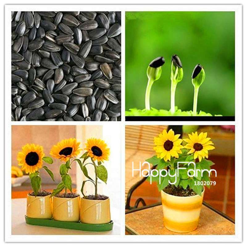 Mini Sunflower Seeds - Dwarf Sunflower, 40cm Bonsai Flower Seeds | Professional Packing