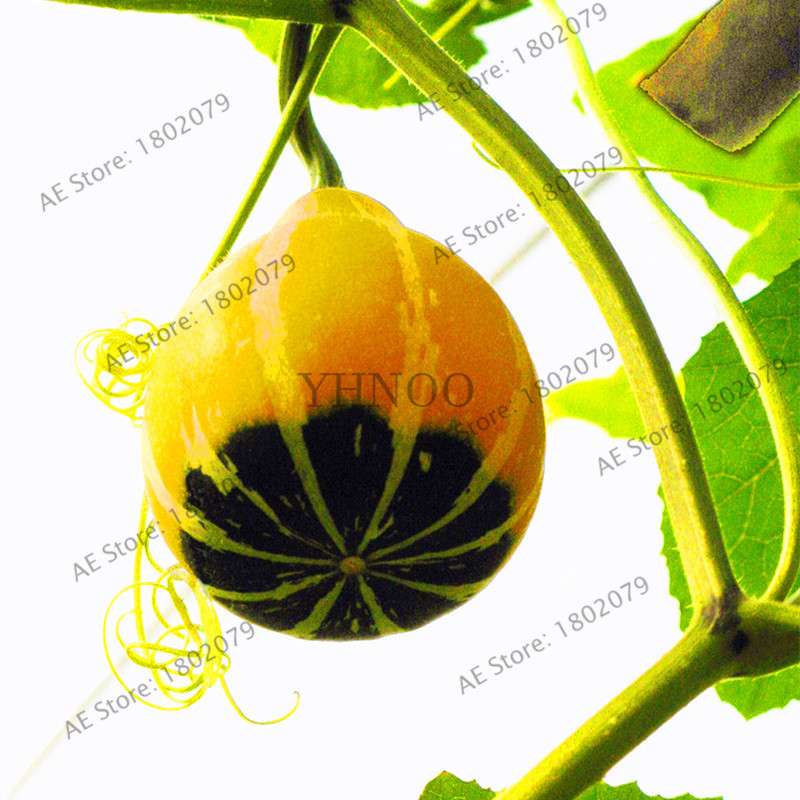 Rare Mandarin Duck Pear Pumpkin Seeds - Perennial Ornamental Garden & Potted Plant