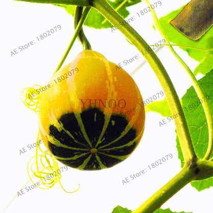 Rare Mandarin Duck Pear Pumpkin Seeds - Perennial Ornamental Garden & Potted Plant