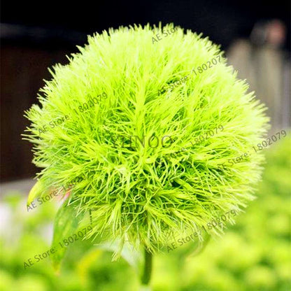 Dianthus Seeds - 24 Vibrant Colors, Easy to Grow, High Germination for DIY Garden Flowers | Fast Shipping
