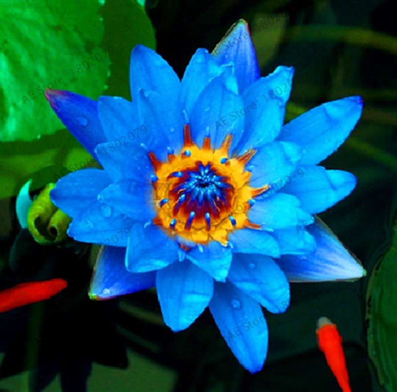 Lotus Flower Seeds - Aquatic Water Lily Plants for Home Garden Planting