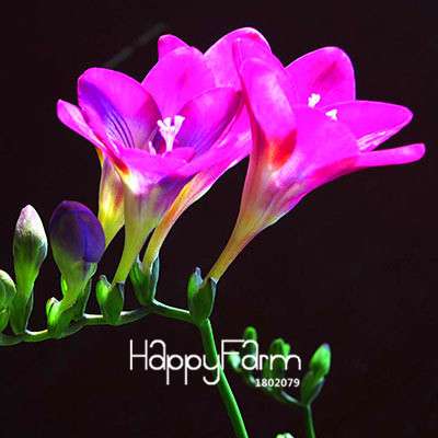 Premium Purple Freesia Seeds - Vibrant Orchid-Like Blooms for Home Garden