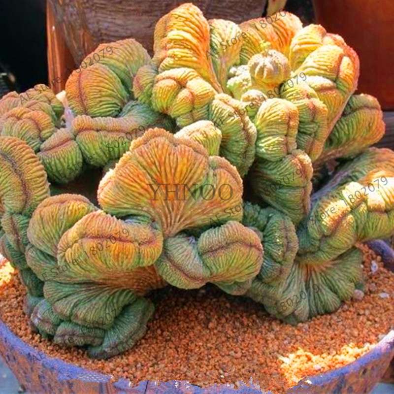 Basketball Cactus Seeds (Euphorbia obesa) - Unique Succulent Plant for Garden, Bonsai & Home Decor