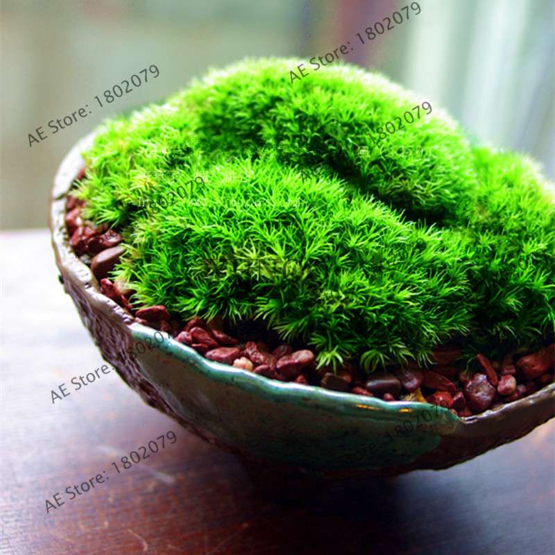 Moss Seeds for Bonsai - Sagina Subulata, Decorative Garden Grass, Ornamental Plant for Home & Outdoor Landscaping