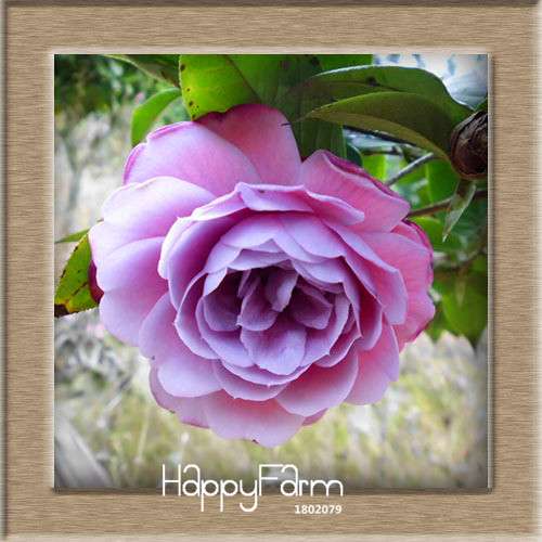 24-Color Camellia Seeds Kit - for Potted Plants, Bonsai & Garden Flowers | Fast-Growing & Vibrant Blooms