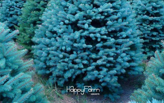 Blue Spruce Tree Seeds (Picea Pungens Glauca) - Perennial Home & Garden Planting Seeds - Bulk Pack