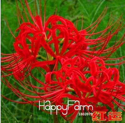 Lycoris Seeds for Planting - Perennial Garden Flowers, Easy-Grow Potted Plant Seeds for Home Gardening