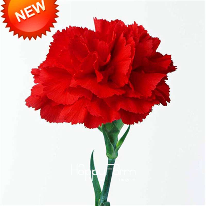 Black Carnation Flower Seeds - Rare Dianthus Bonsai Plants for Home Garden, Unique & Exotic Blooms