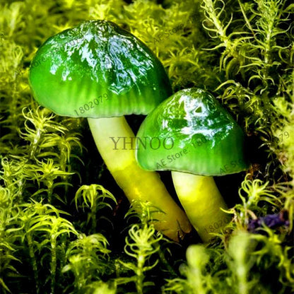 Edible Mushroom Seeds for Planting - Organic Healthy Succulent Vegetable Seeds for Happy Farm & Home Garden