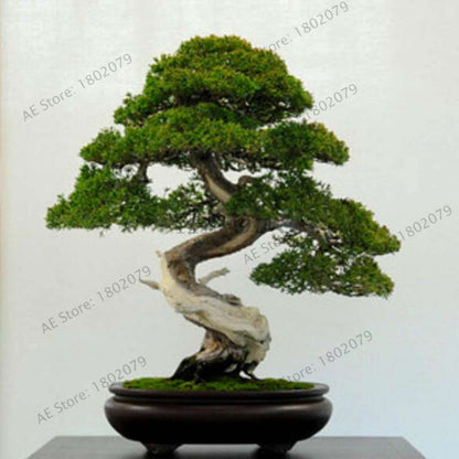 Genuine Juniper Bonsai Trees | Potted Office Plants, Air Purifying, Seeds Included (USA Shipping)