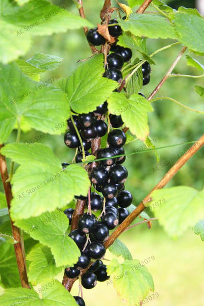 Organic Gooseberry Seeds - Fresh, Nutrient-Rich Perennial Fruit Seeds for Home Gardening