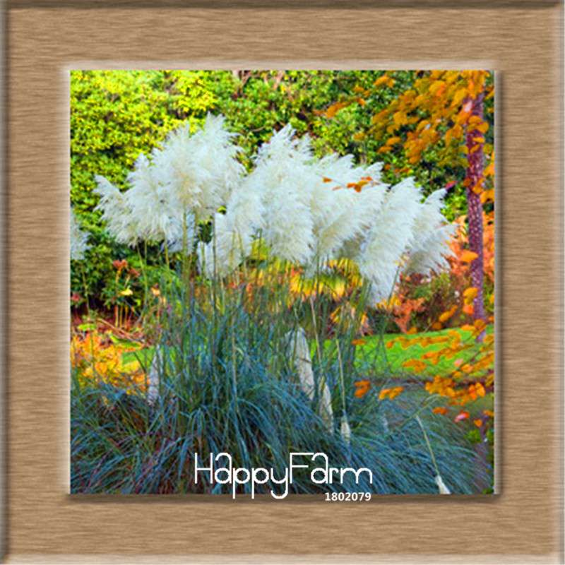 Pampas Grass Seeds - Cortaderia Ornamental Plants for Patio, Garden & Pots | Fresh New Flowers