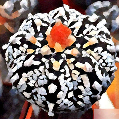 Rare Lithops Seeds - Living Stones Succulent, Organic Cactus Seeds for Indoor Garden, Bonsai & Succulent Lovers