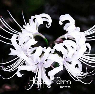 Lycoris Seeds for Planting - Perennial Garden Flowers, Easy-Grow Potted Plant Seeds for Home Gardening