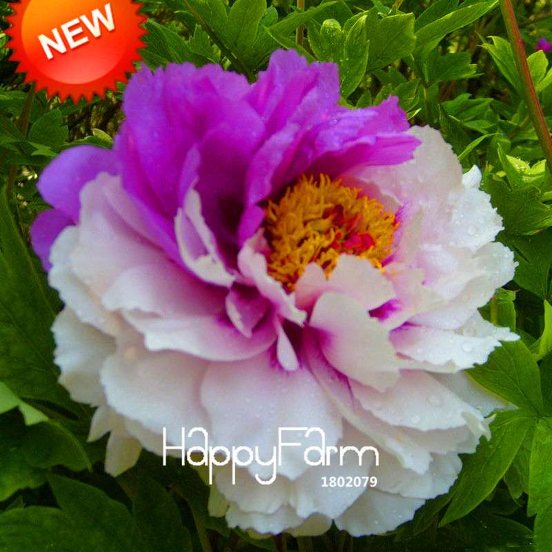 Purple & White Peony Seeds - for Home Garden, Bonsai & Potted Flowers | Premium Blooming Plant Seeds