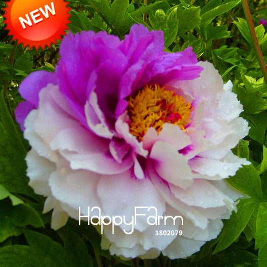 Purple & White Peony Seeds - for Home Garden, Bonsai & Potted Flowers | Premium Blooming Plant Seeds