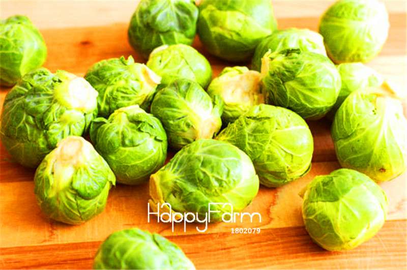 Non-GMO Brussels Sprouts Seeds - Heirloom Vegetable Seeds for Home Garden, DIY Planting & Fresh Decor