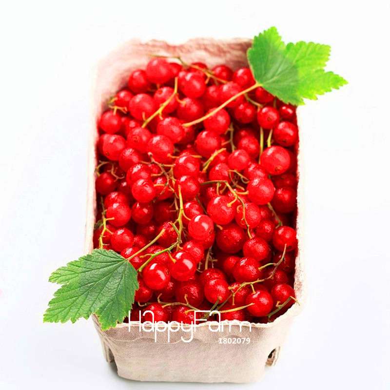 Red Currant Seeds - Sweet Pan-American Gooseberry & Lantern Fruit Plant Seeds for Home Garden