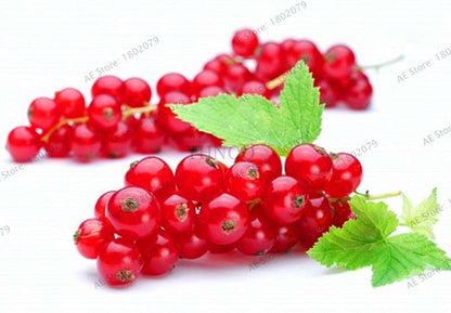 Organic Gooseberry Seeds - Fresh, Nutrient-Rich Perennial Fruit Seeds for Home Gardening