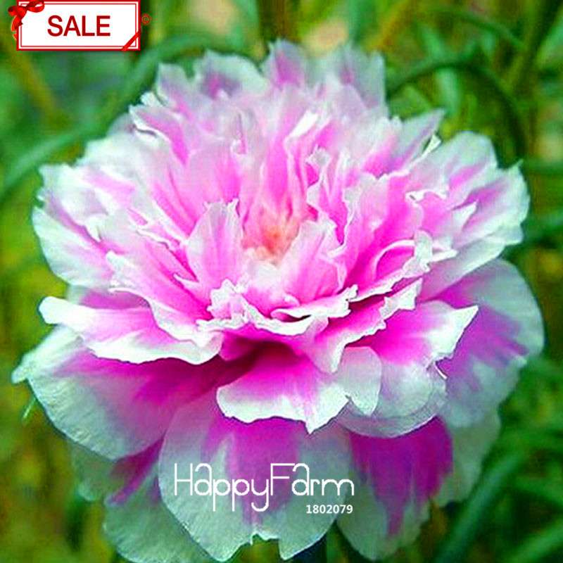 Koshiro Sunflower Portulaca Seeds - Vibrant Grandiflora Flowers for Garden & Containers