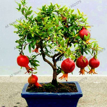 Mini Pomegranate Seeds - Japanese Dwarf Fruit Bonsai for Home Garden Planting | Fast-Growing