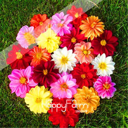 Dahlia Seeds - Rare Bonsai Flower Perennial Plants for Home Gardens | Fast-Growing & Colorful Blooms