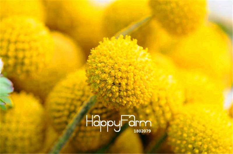 Billy Buttons Seeds - Heirloom Craspedia Globosa, Yellow Perennial Flowers for Garden Planting