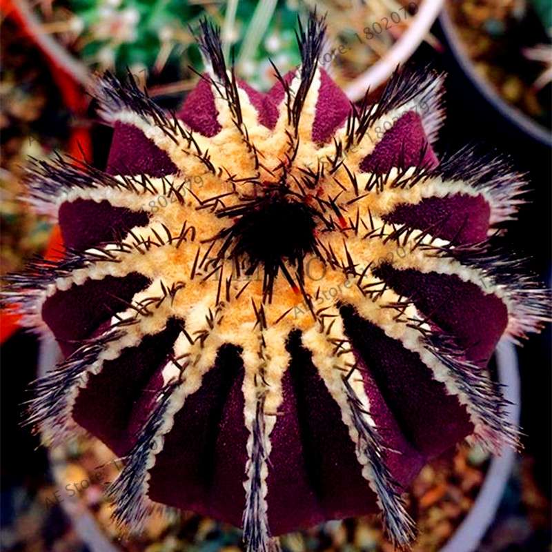 Premium Cactus & Succulent Seeds Mix - High Germination for Home & Garden Planting