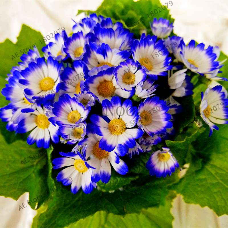 Cineraria Flower Seeds - 23 Colorful Bonsai Varieties for Home & Garden DIY Planting