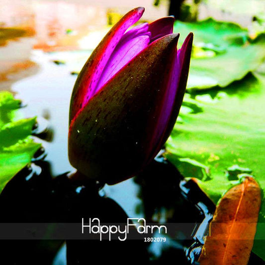 Purple Water Lily Seeds for Ponds - Fresh Flower Buds, Fast US Shipping