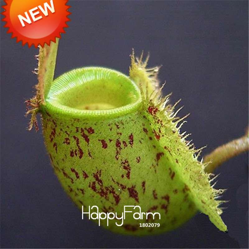 Carnivorous Nepenthes Seeds - Mosquito Eating Plant for Bonsai & Garden - Rare Insectivorous Variety