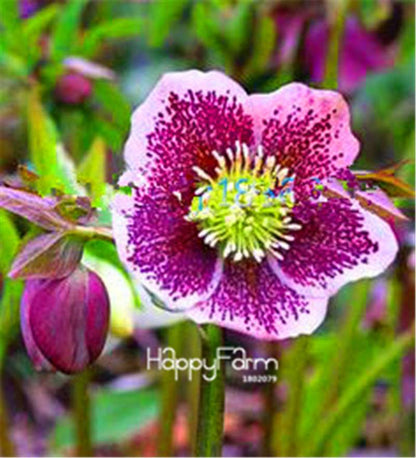 Helleborus Seeds for Bonsai - Grow Exotic Japanese Flowers at Home | DIY Garden Kit