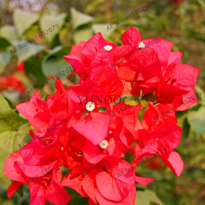 Bougainvillea Bonsai Seeds - Vibrant Flowering Plant for Home & Garden | Fast-Growing, Easy Care
