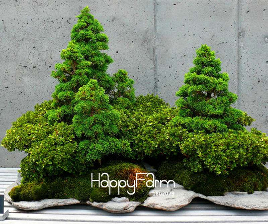 Juniper Bonsai Trees for Office & Home | Air-Purifying Potted Plants | Natural Decor