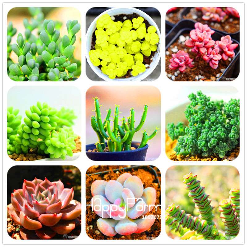 99 Rare Succulents & Lithops Seeds - Exotic Bonsai Plants, - Unique Office & Home Garden