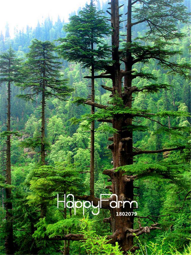 Himalayan Cedar Seeds - Deodar Bonsai Tree Kit for Home Garden Planting | Perennial Woody Plant