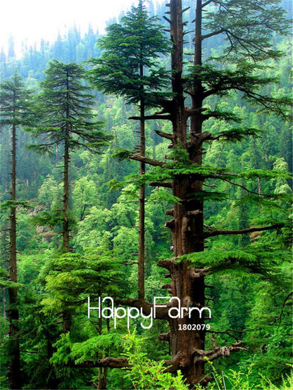 Himalayan Cedar Seeds - Deodar Bonsai Tree Kit for Home Garden Planting | Perennial Woody Plant