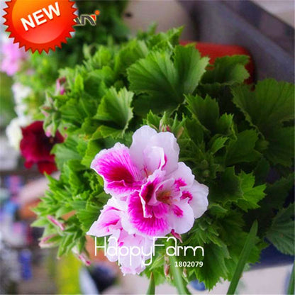 Red & White Geranium Seeds - Perennial Pelargonium Peltatum for Garden Planting