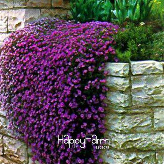 Aubrieta Rock Cress Purple Flower Seeds - Perennial, Easy to Grow Ground Cover, Rare Bonsai Plant