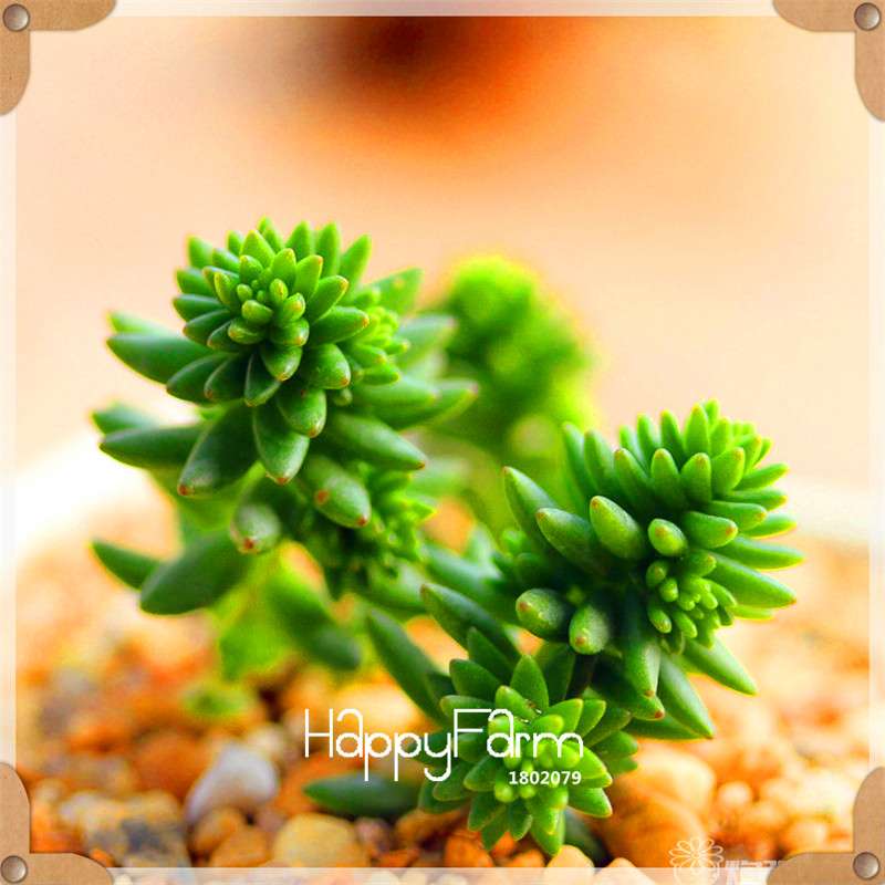 Rare Succulents Seeds - 99 Varieties, Lithops & Bonsai Plants for Office & Home