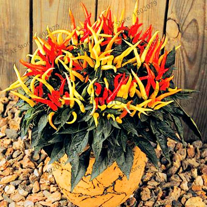 Spicy Chili Pepper Bonsai Seeds - Edible, Ornamental, Perennial Plant for Home & Garden