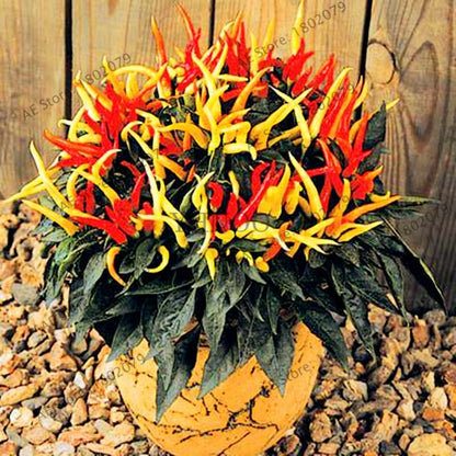 Spicy Chili Pepper Bonsai Seeds - Edible, Ornamental, Perennial Plant for Home & Garden