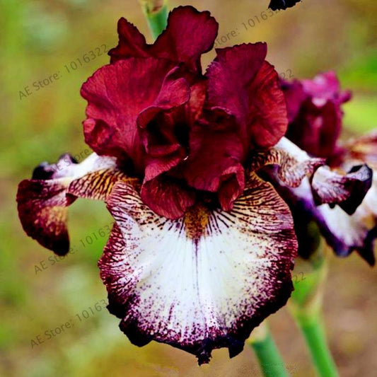 100 Pcs Blood with Purple White German Iris Seeds
