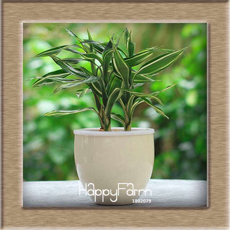 6 Types Lucky Bamboo Seeds - 95% Germination, Dracaena Variety for Home & Garden