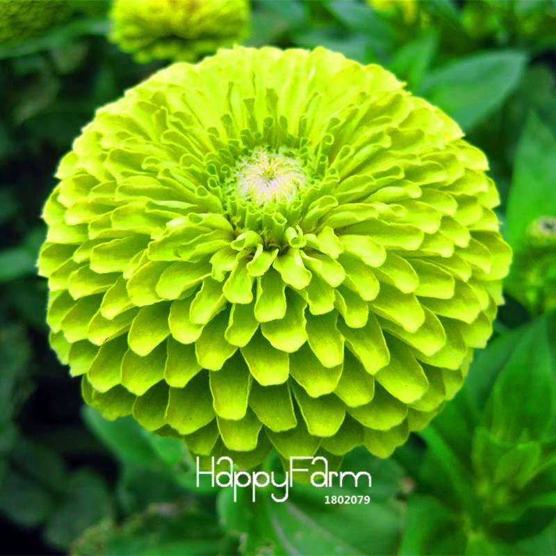 Premium Zinnia Seeds Mix - 24 Varieties, - Rare Colorful Flowers for Indoor & Outdoor Gardens
