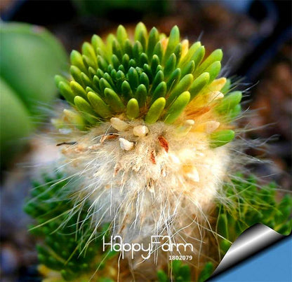 Echinopsis Tubiflora Cactus Seeds - Rare Succulent, for Planting