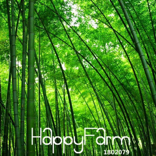 Giant Moso Bamboo Seeds for Planting - Fresh DIY Home Garden Kit