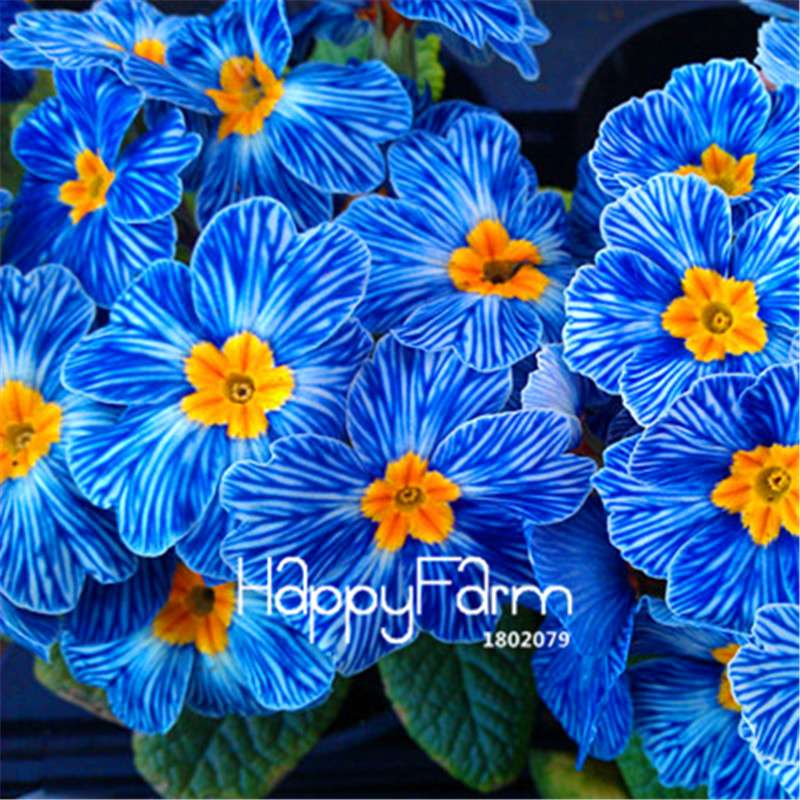 Rare Primrose Seeds (Primula malacoides) - Europe Bonsai Flower Seeds for Home Garden & Outdoor Planting