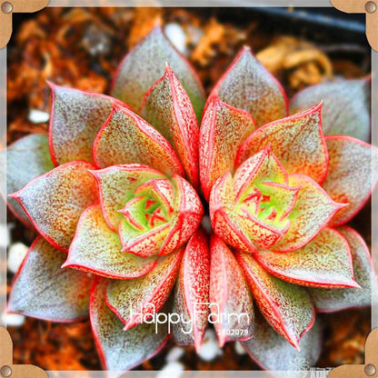 Rare Succulents Seeds - 99 Varieties, Lithops & Bonsai Plants for Office & Home